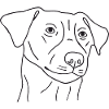 Jack Russell Terrier