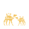 camel-lover-desert-animal-wildlife