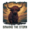 Bravant la tempête Highland Cow