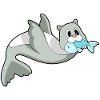 Seal Fish