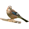 Jay