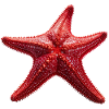 Starfish are also predators