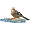 Jay