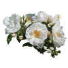 White rose bush with buds