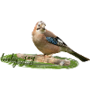 Jay
