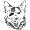 CONGY Kühle Sonnenbrille