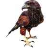 Der rot-schwarze Adler