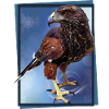 The red-and-black eagle
