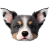 Dog Owner Australian Shepherd Puppy