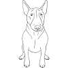 Bullterrier