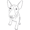 Bullterrier Puppy