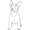 Bullterrier Puppy