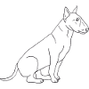 Bullterrier