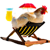 Fun, chicken on the beach