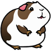 Juste un cochon d’Inde mignon