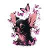 Chihuahua Chien Papillon 15