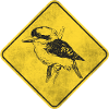 Kookaburra