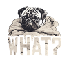 Welcher Mops?