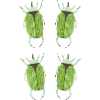 insecte vert