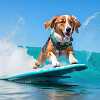 Surfender Hund
