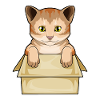 Cat Box