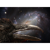 Black space raven.