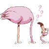 irritated FLAMINGO