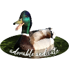 Duck Mallard