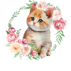 Chaton mignon agacé