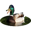 Mallard duck