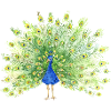 Peacock