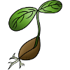 Germination! By Pousse2Bamboo !