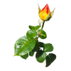 ROSEBUD