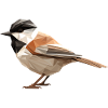 Chickadee bird low poly