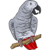 Graupapagei African Grey Parrot Papagei