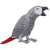 Graupapagei African Grey Parrot Papagei