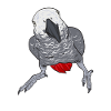 Graupapagei African Grey Parrot Papagei