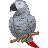 Graupapagei Perroquet gris d’Afrique Papagei