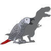 Graupapagei African Grey Parrot Papagei