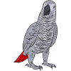 Graupapagei African Grey Parrot Papagei