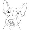 Bullterrier Welpe