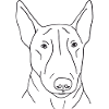 Bullterrier