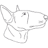 Bullterrier
