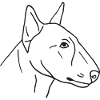 Bullterrier
