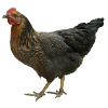 poulet noir