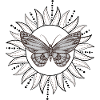 Papillon au soleil