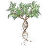 DNA Tree