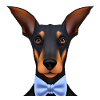Dobermann Hund Dobermanntrainer Dobermannwelpe