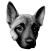 Propriétaire de chiot berger allemand