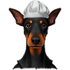 Dobermann Gastronom Dobermannwelpe Hund Köche